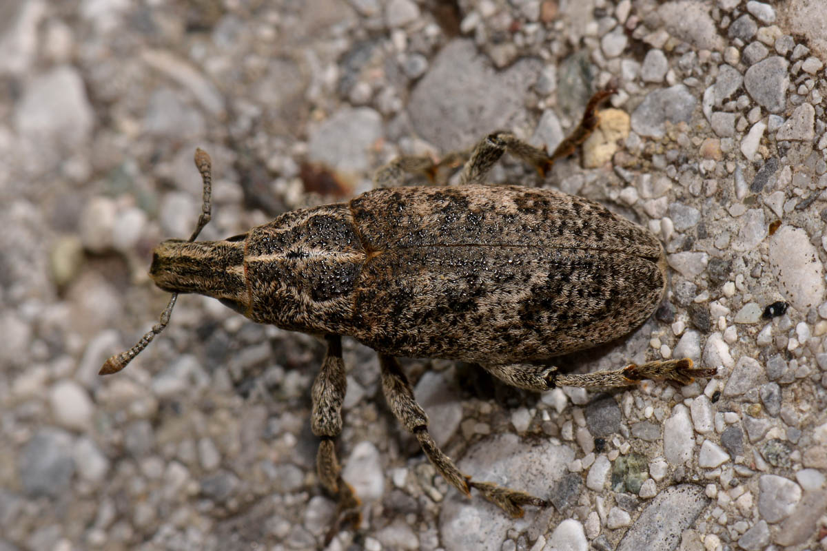 Curculionidae: Cleonis sp?  S,  Cleonis pigra